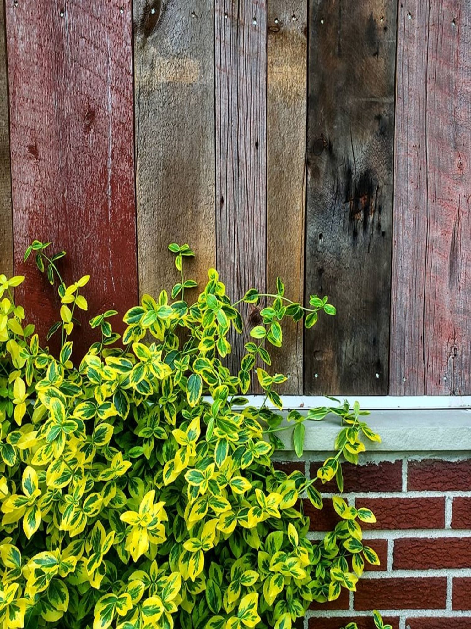 Reclaimed barnwood siding on a home in Michigan